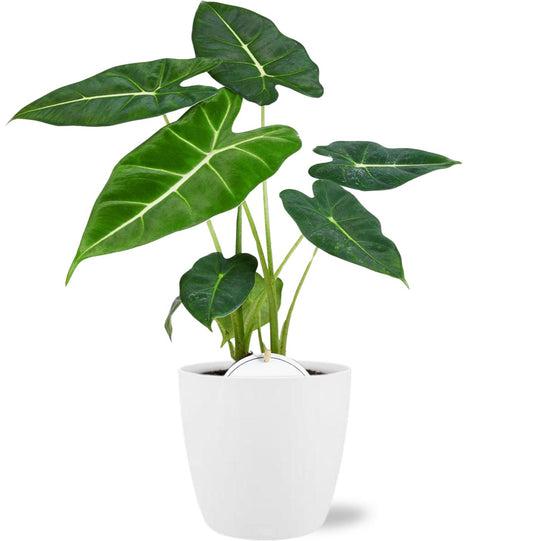 Alocasia 'Frydek' – Ø12cm ↕35cm + Pot Brussels D13.5xH12.5cm (White) | Average maintenance