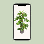 Monstera Minima - Ø19cm - ↕80cm | The design climber – Easy maintenance