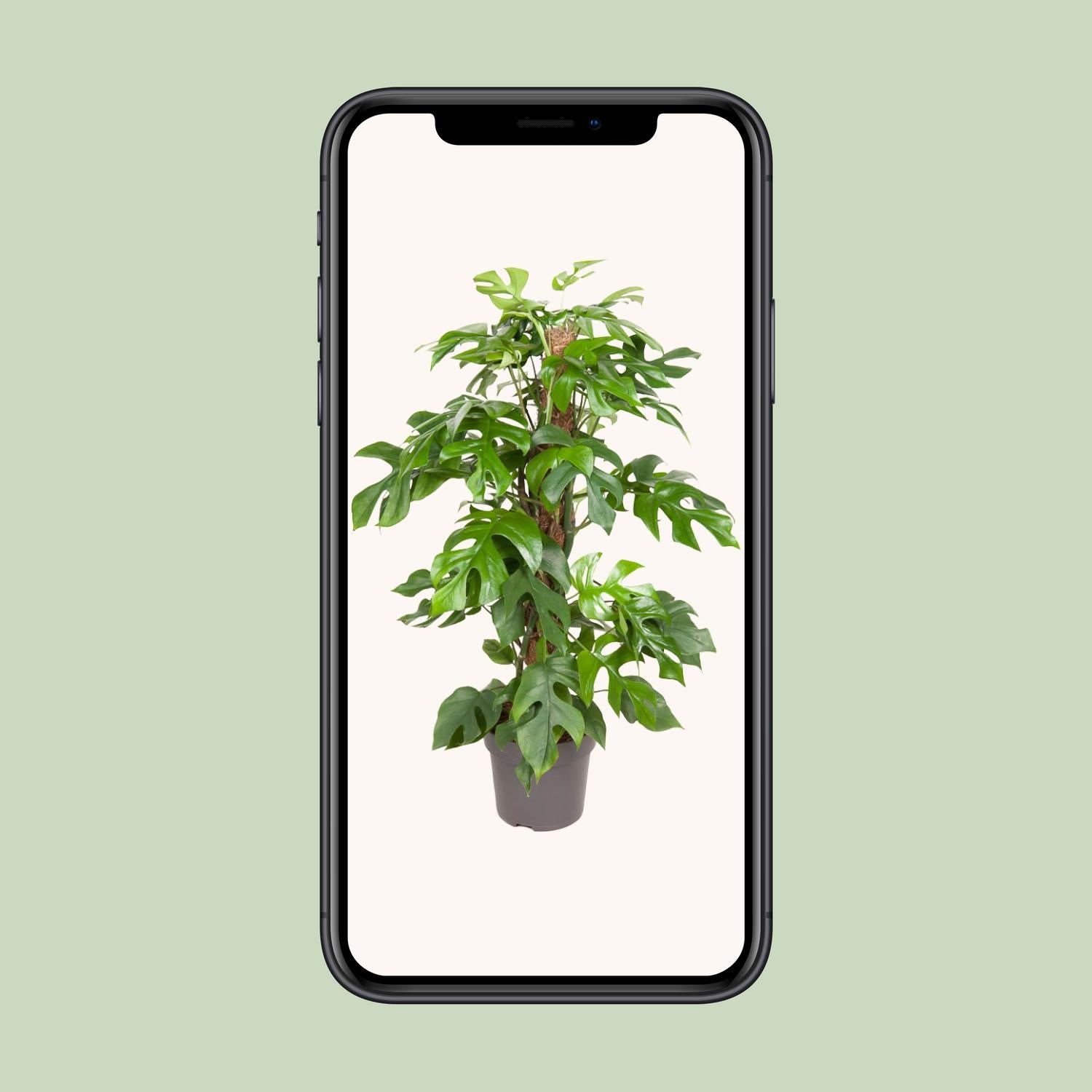 Monstera Minima - Ø19cm - ↕80cm | The design climber – Easy maintenance