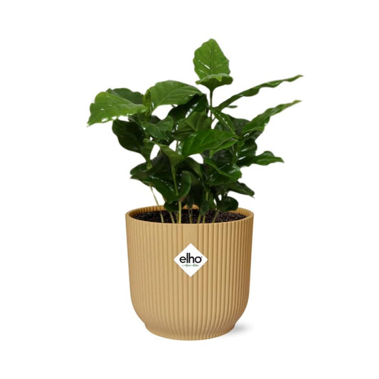 Coffea Arabica in ELHO Vibes Fold 14 cm yellow