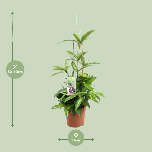 Dracaena Surculosa (Gold Palm) – Ø17cm ↕55cm | Easy maintenance