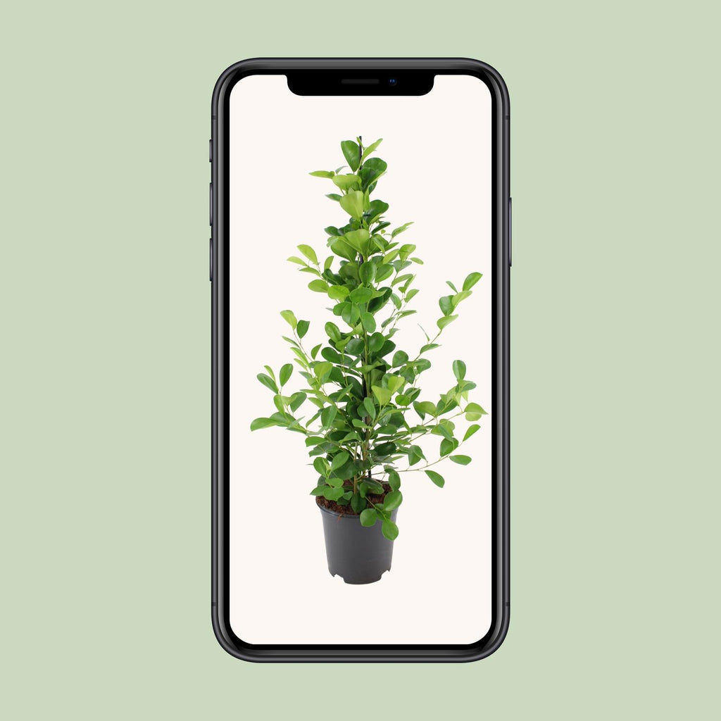 Ficus microcarpa Moclame – Ø21cm ↕95cm | Easy maintenance