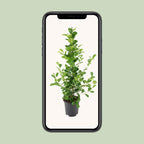 Ficus microcarpa Moclame – Ø21cm ↕95cm | Easy maintenance