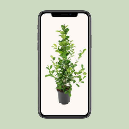 Ficus microcarpa Moclame – Ø21cm ↕95cm | Easy maintenance