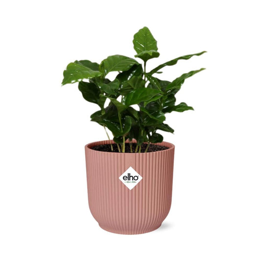 Coffea Arabica in ELHO Vibes Fold 14cm pink | Your own coffee plant – Average maintenance