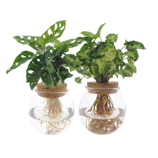 Glass Duo Monstera adansonii / Syngonium Green – 2 pieces – Ø12cm ↕12–30cm | Easy maintenance