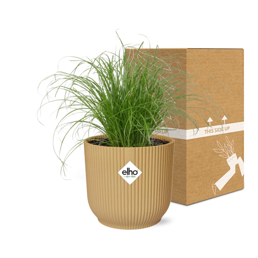 Cyperus Alternifolius 'Zumula' in ELHO Vibes Fold 14cm yellow | Umbrella grass with thirst – Average maintenance