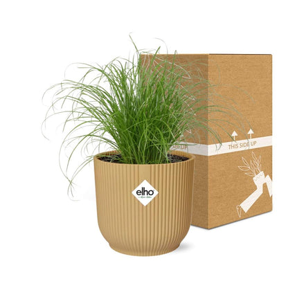 Cyperus Alternifolius 'Zumula' in ELHO Vibes Fold 14cm yellow | Umbrella grass with thirst – Average maintenance