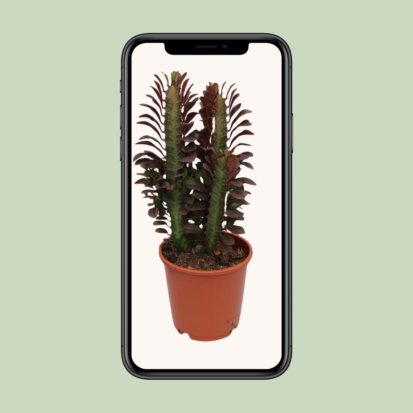 Euphorbia trigona 'Rubra' – Ø12cm ↕40cm | Easy care