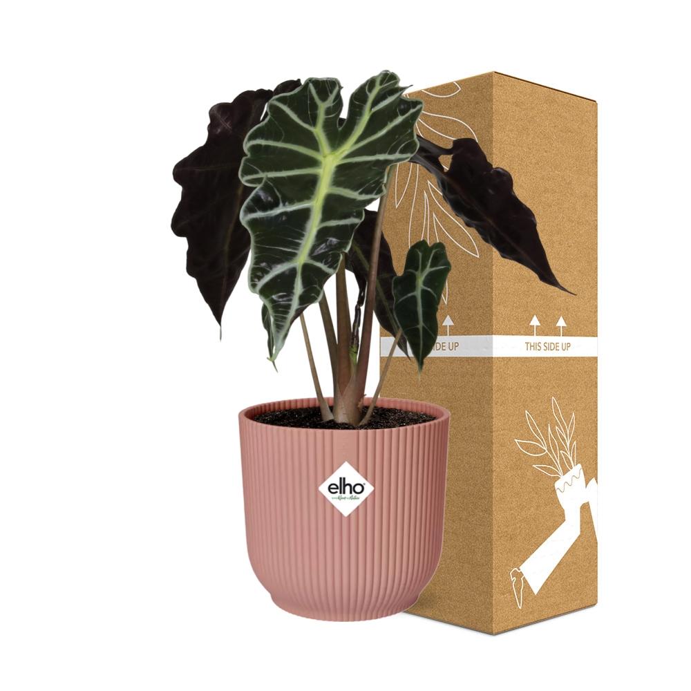 Alocasia 'Polly' in ELHO Vibes Fold 14cm – Pink | Average maintenance