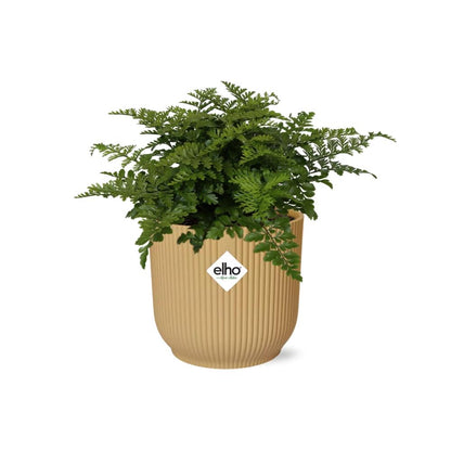 Asplenium 'Parvati' in ELHO Vibes Fold 14cm yellow | Curls with character – Average maintenance