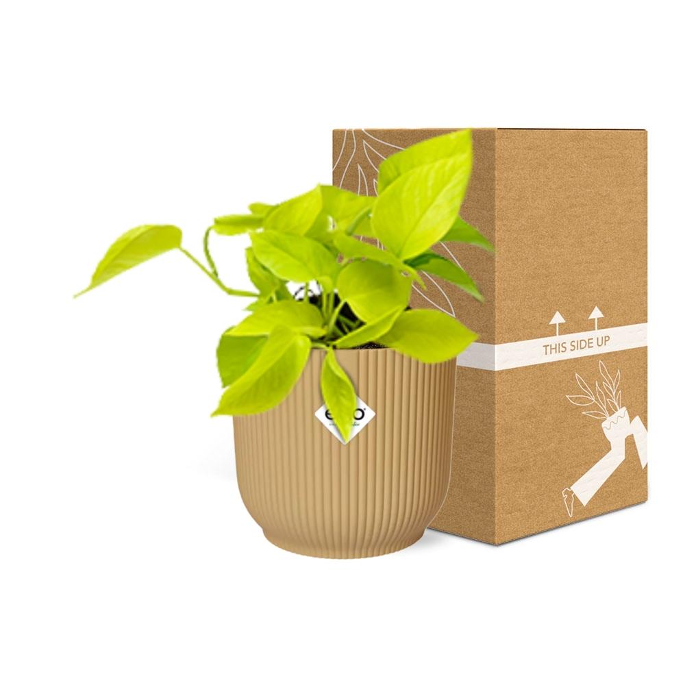 Polyscias Balfouriana – Ø17cm ↕50cm | Round leaves, great charisma – Average maintenance