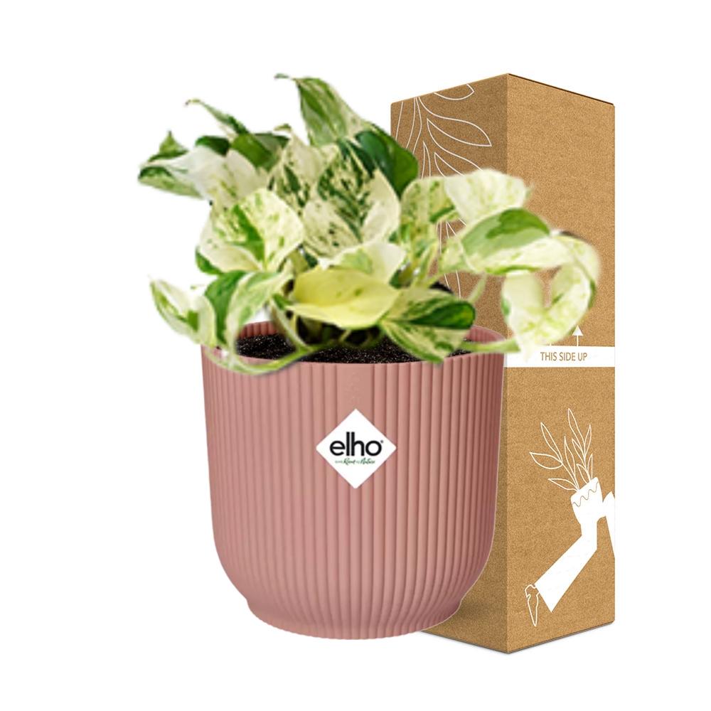 Epipremnum Pinnatum Happy Leaf in ELHO Vibes Fold 14 cm pink
