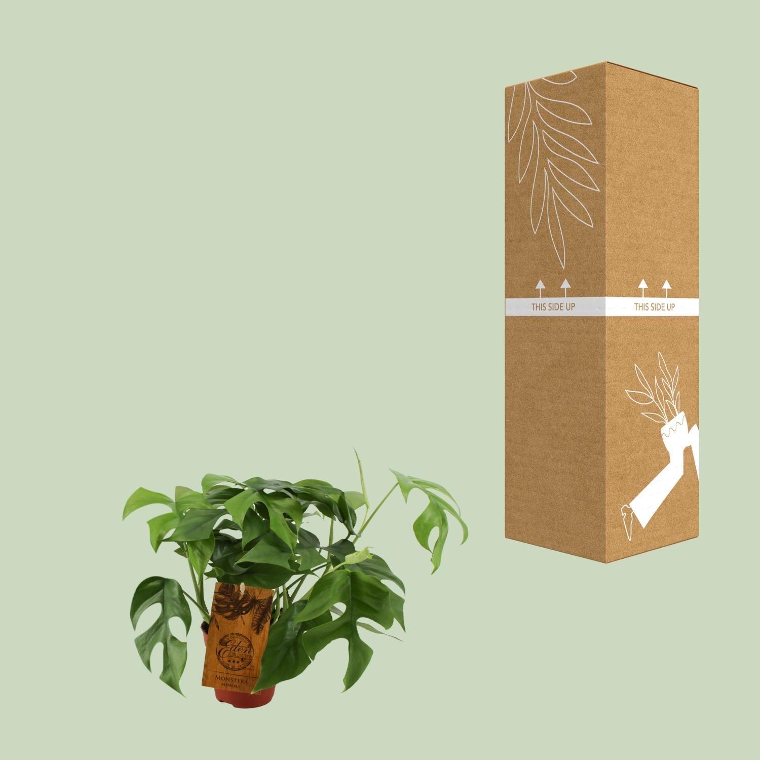 Monstera Minima – Ø12cm ↕30cm | The mini jungler – Easy maintenance