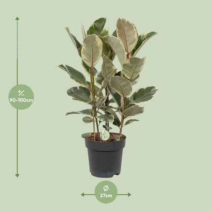Ficus Tineke – Ø27cm ↕85cm | Easy maintenance