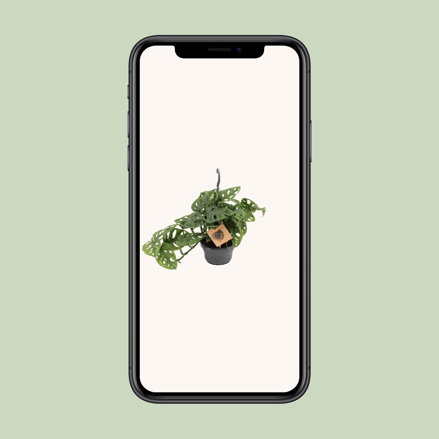Monstera Monkey - Ø14cm - ↕30cm | The jungle ninja with holes – Easy maintenance