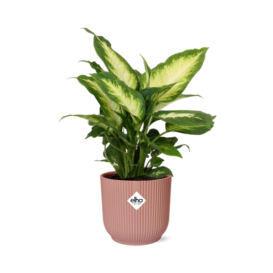 Dieffenbachia 'Camilla' in ELHO Vibes Fold 14cm pink | Soft-focus foliage art – Average maintenance