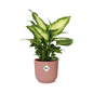 Dieffenbachia 'Camilla' in ELHO Vibes Fold 14cm pink | Soft-focus foliage art – Average maintenance