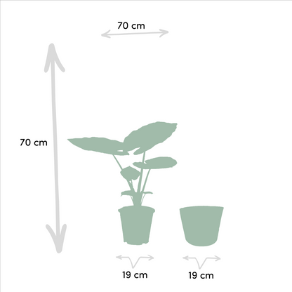 Alocasia Macrorrhiza (Elephant Ear) – Ø19cm ↕70cm + Basket Selin | Average maintenance