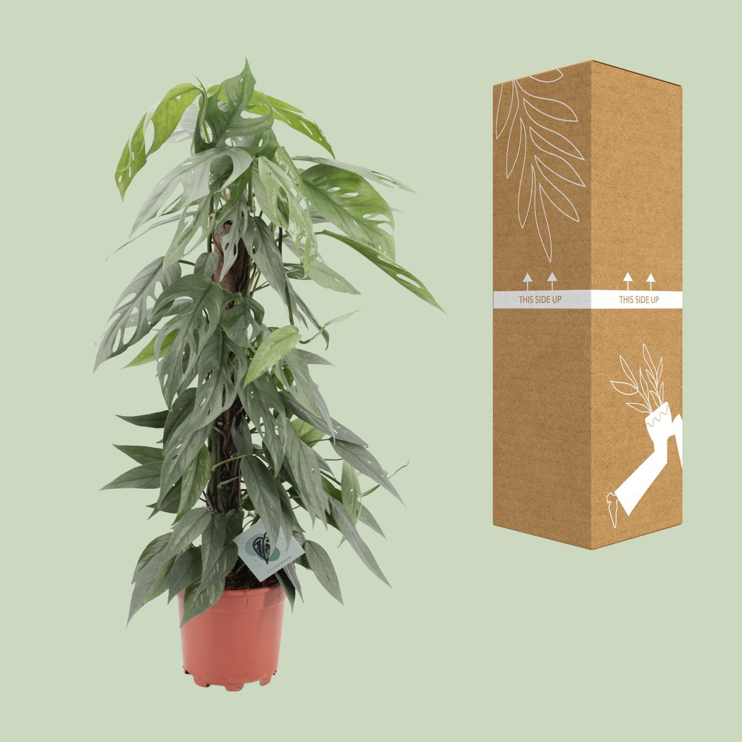 Epipremnum pinnatum 'Cebu Blue' - Ø17cm - ↕65cm | The skyline climber – Easy maintenance