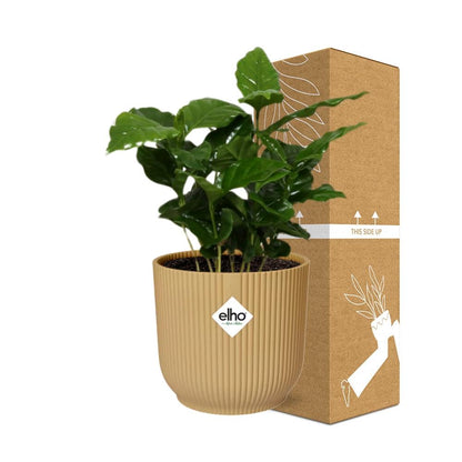 Coffea Arabica in ELHO Vibes Fold 14 cm yellow