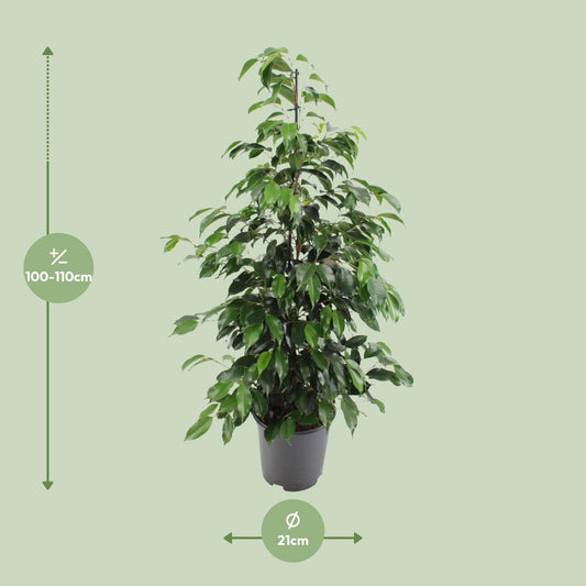 Ficus benjamina Danielle – Ø21cm ↕95cm | Average maintenance