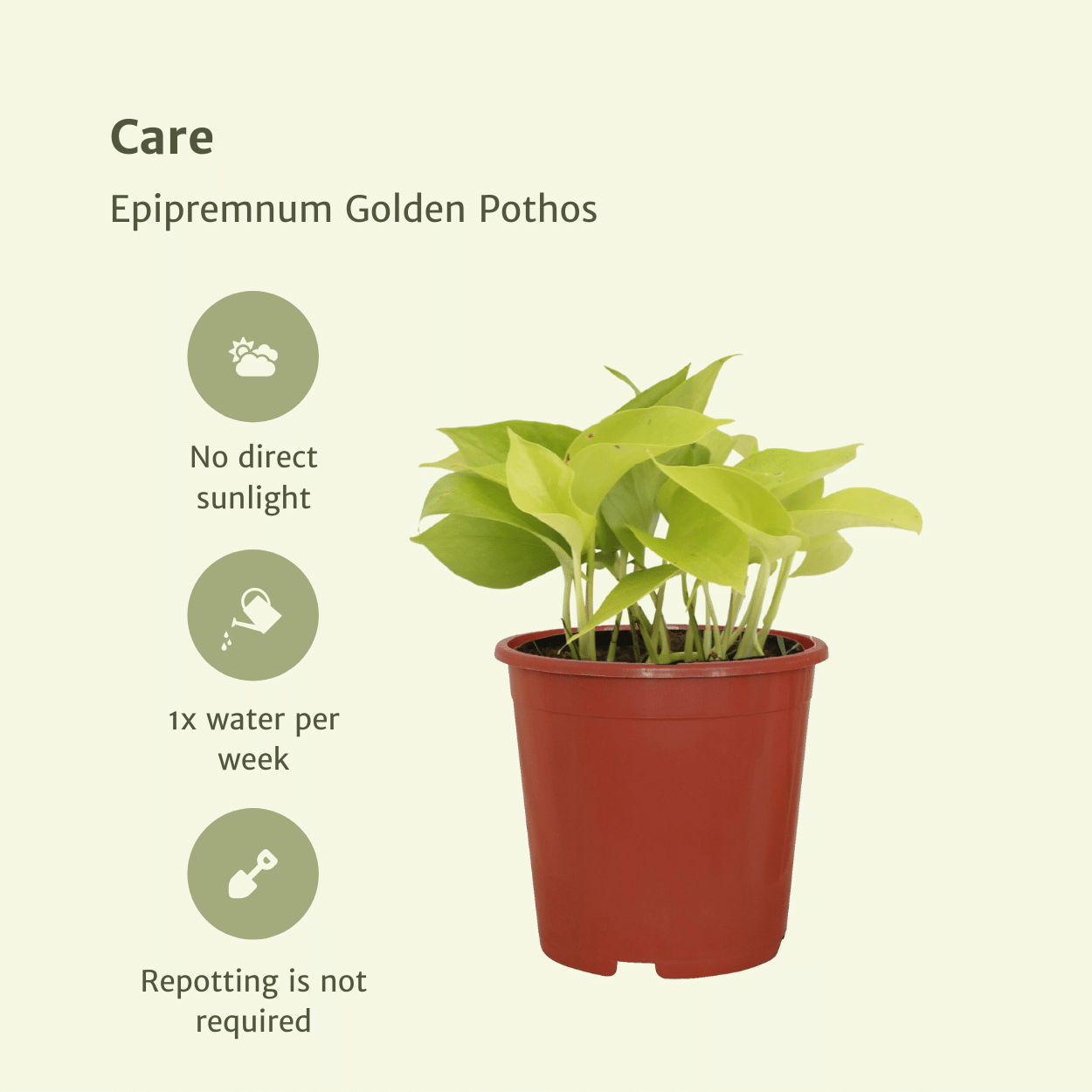 Epipremnum Golden Pothos – 4 pieces – Ø12cm ↕15cm | Easy maintenance