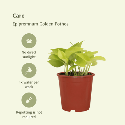 Epipremnum Golden Pothos – 4 pieces – Ø12cm ↕15cm | Easy maintenance