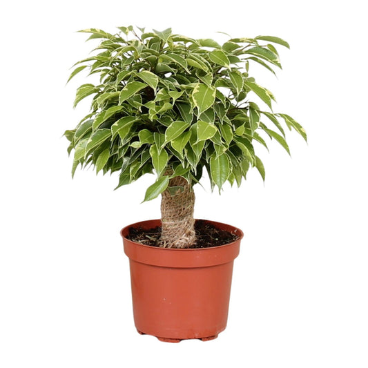 Ficus Benjamina Kinky – Ø12 cm – ↕28 cm