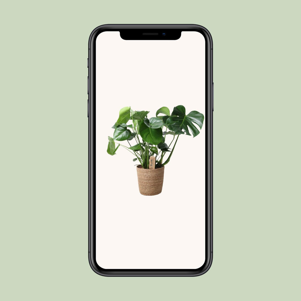 Monstera in Natural Basket – Ø21cm ↕60cm | Average maintenance