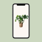 Monstera in Natural Basket – Ø21cm ↕60cm | Average maintenance