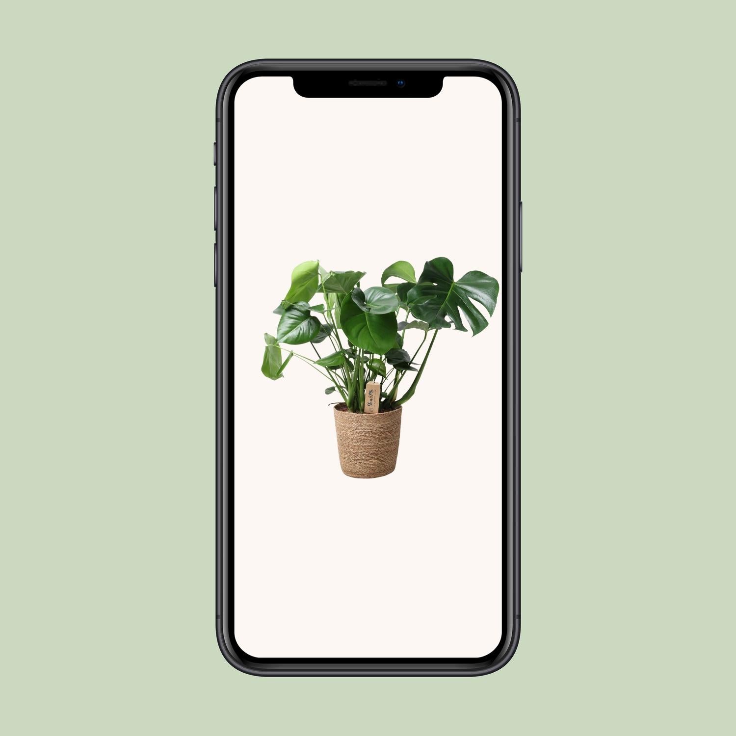 Monstera in Natural Basket – Ø21cm ↕60cm | Average maintenance