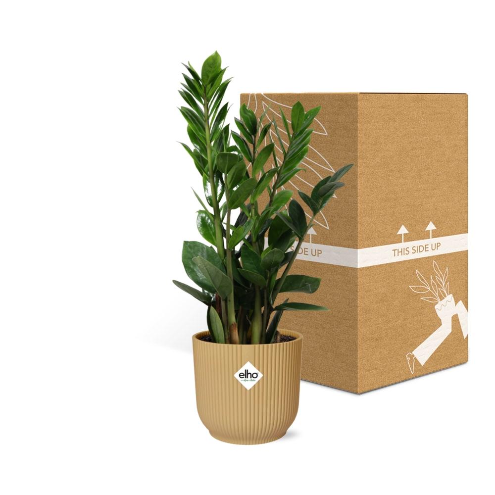 Zamioculcas (ZZ plant) – Height 45–50 cm in ELHO Vibes Fold 14 cm yellow