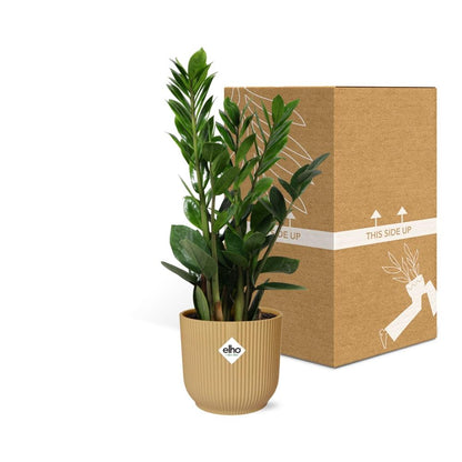 Zamioculcas (ZZ plant) – Height 45–50 cm in ELHO Vibes Fold 14 cm yellow