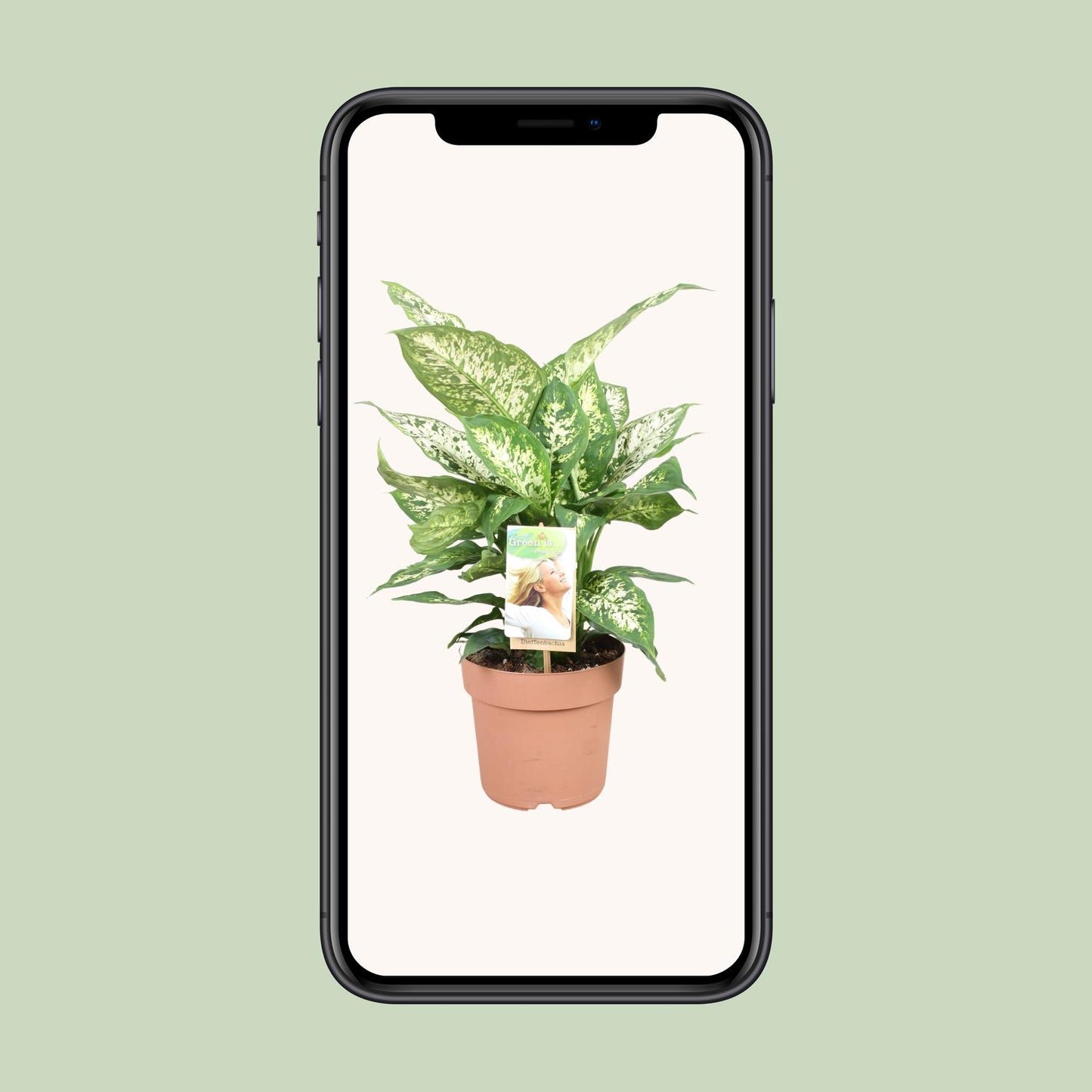 Dieffenbachia Compacta – Ø17cm ↕45cm | Average maintenance
