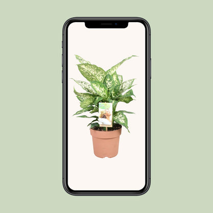 Dieffenbachia Compacta – Ø17cm ↕45cm | Average maintenance