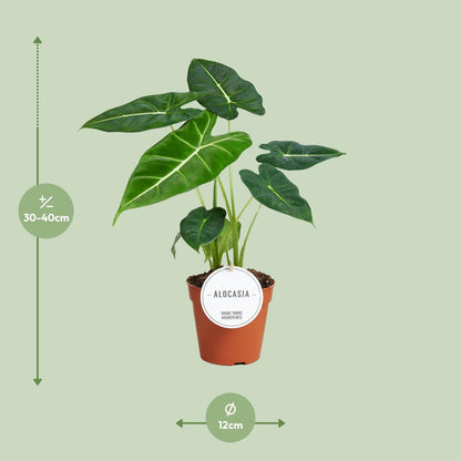 Alocasia Frydek (Elephant Ear) – Ø12cm ↕35cm | Average maintenance