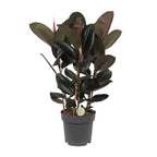 Ficus Abidjan – Ø27cm ↕90cm | Makkelijk onderhoud