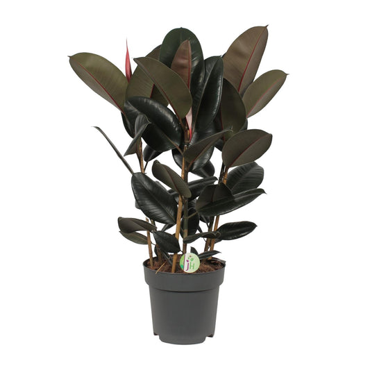 Ficus Abidjan – Ø27cm ↕90cm | Easy maintenance