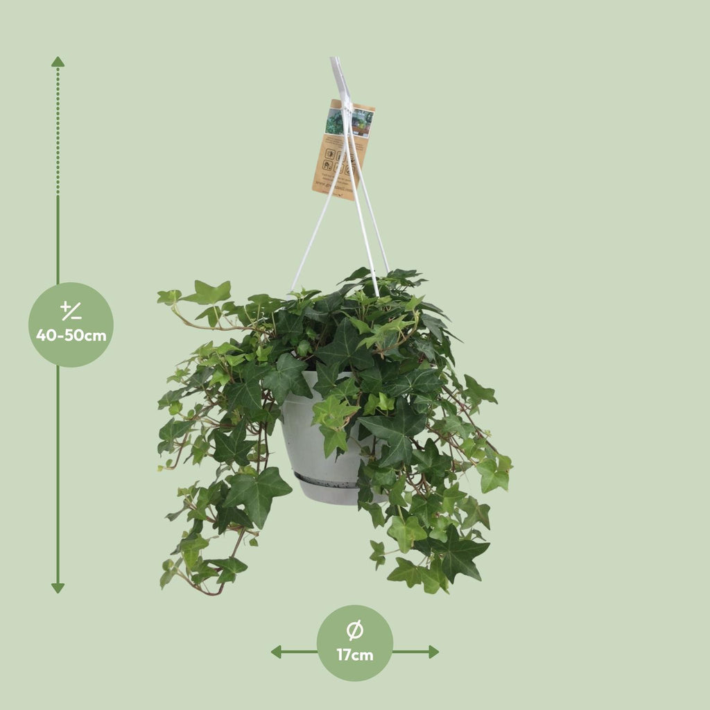 Hedera Helix – Ivy House &amp; Outdoor Plant Ø17 cm ↕45 cm