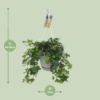 Hedera Helix – Ivy House &amp; Outdoor Plant Ø17 cm ↕45 cm
