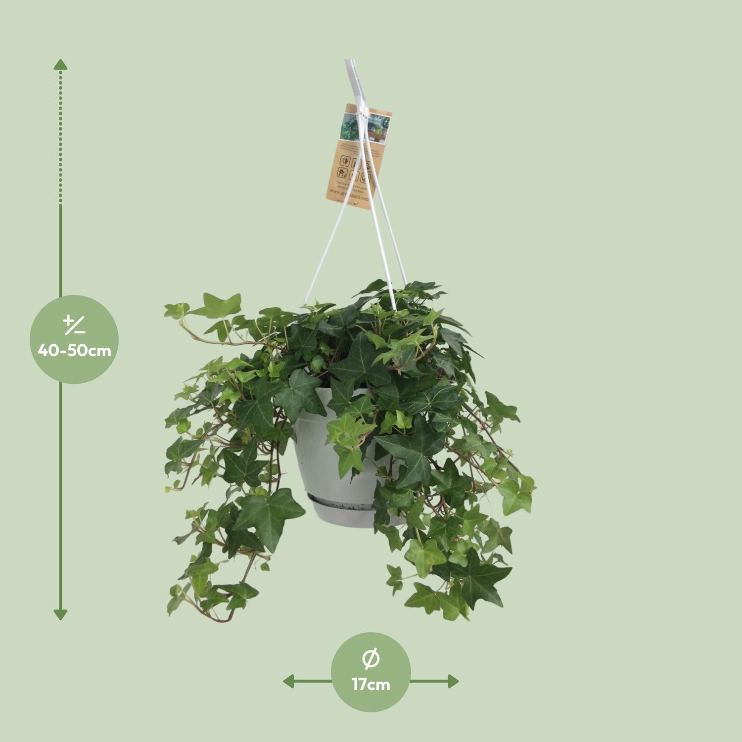 Hedera Helix – Ivy House &amp; Outdoor Plant Ø17 cm ↕45 cm