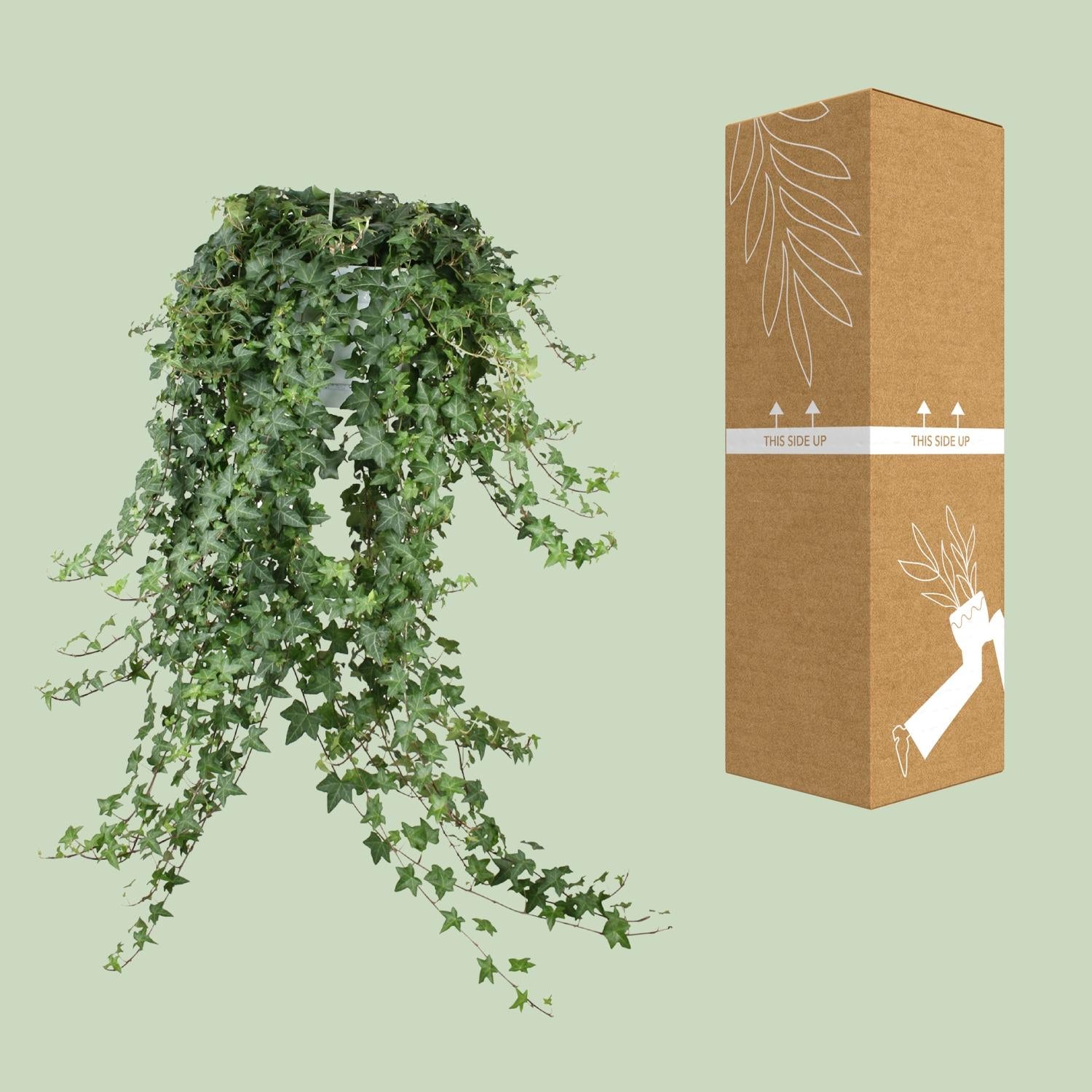 Hedera Ivy – Hanging Ivy Houseplant Ø24 cm ↕70 cm