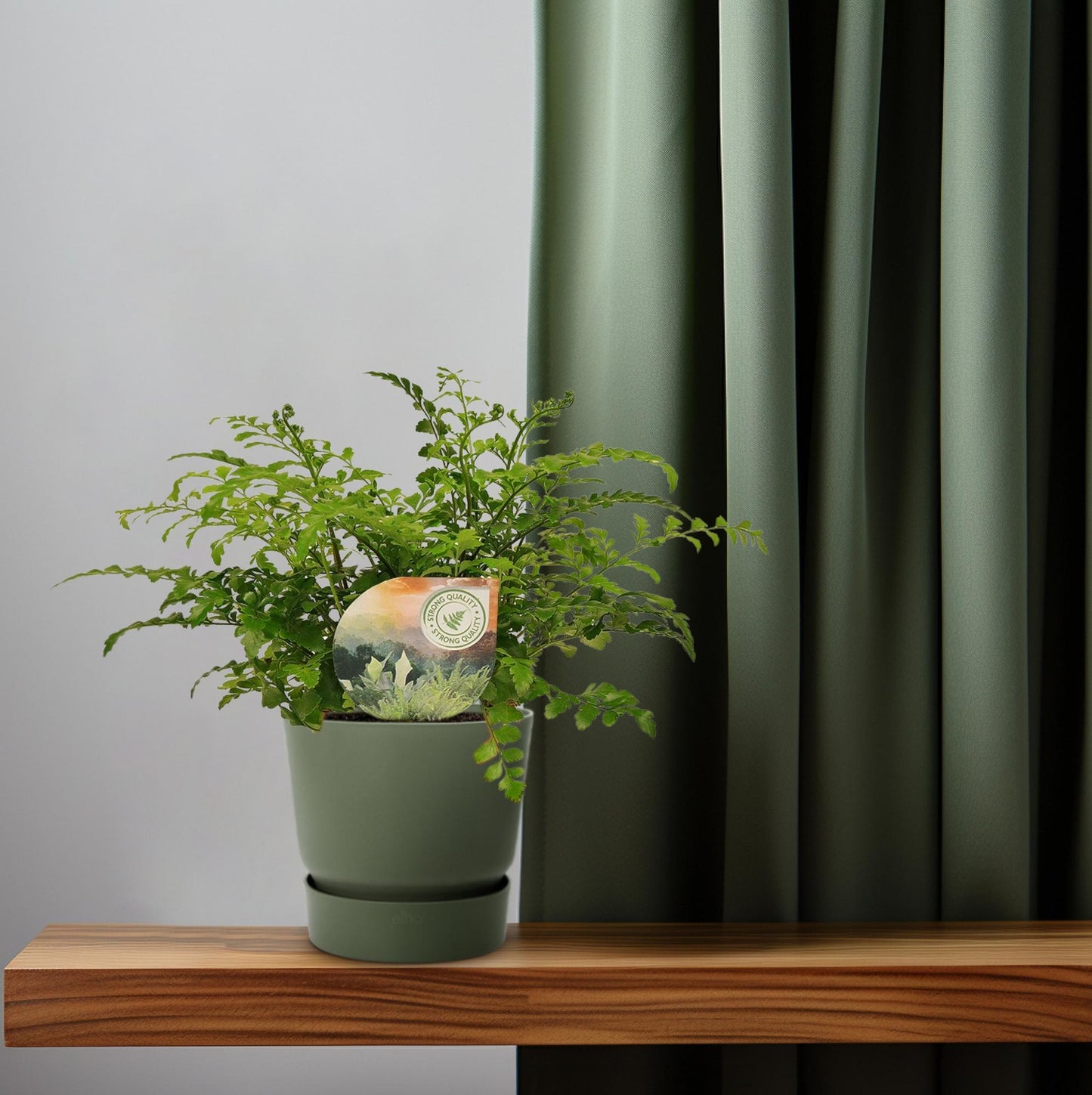 Asplenium 'Parvati' – Ø12cm ↕35cm | Boho curl (compact) – Average maintenance