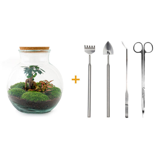 🌿🛠️ DIY Terrarium Teddy – Bonsai – 26,5 cm – Compleet met harkje, schepje, pincet & schaartje