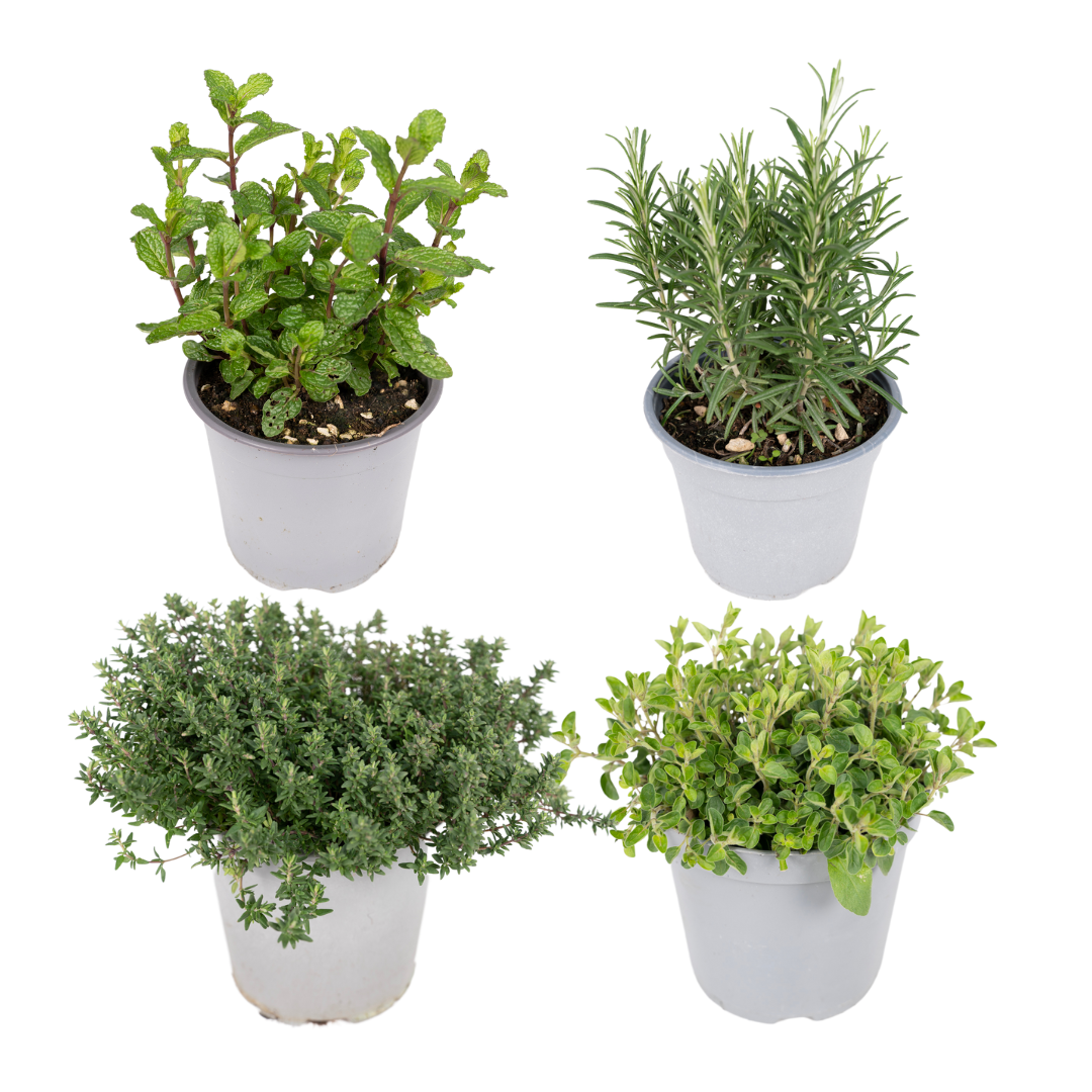 Garden Herb Mix – 4 pieces – Ø14cm – ↕18cm | The kitchen band – Easy maintenance