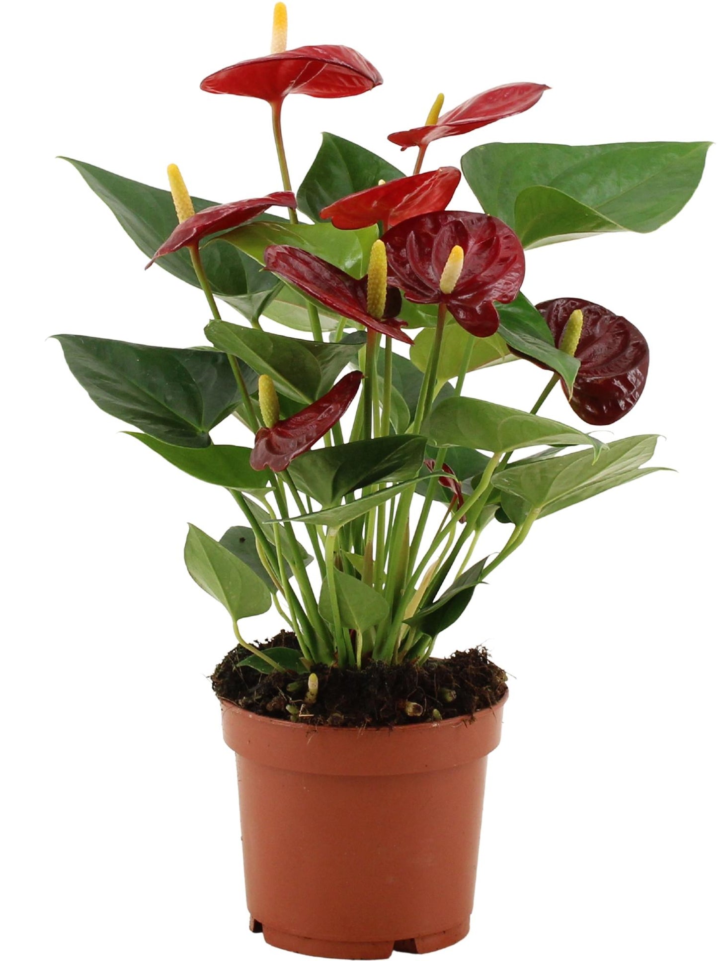 Anthurium 'Calon' (transparent sleeve) – Ø12cm ↕36cm | Average maintenance