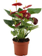 Anthurium 'Calon' (transparent sleeve) – Ø12cm ↕36cm | Average maintenance