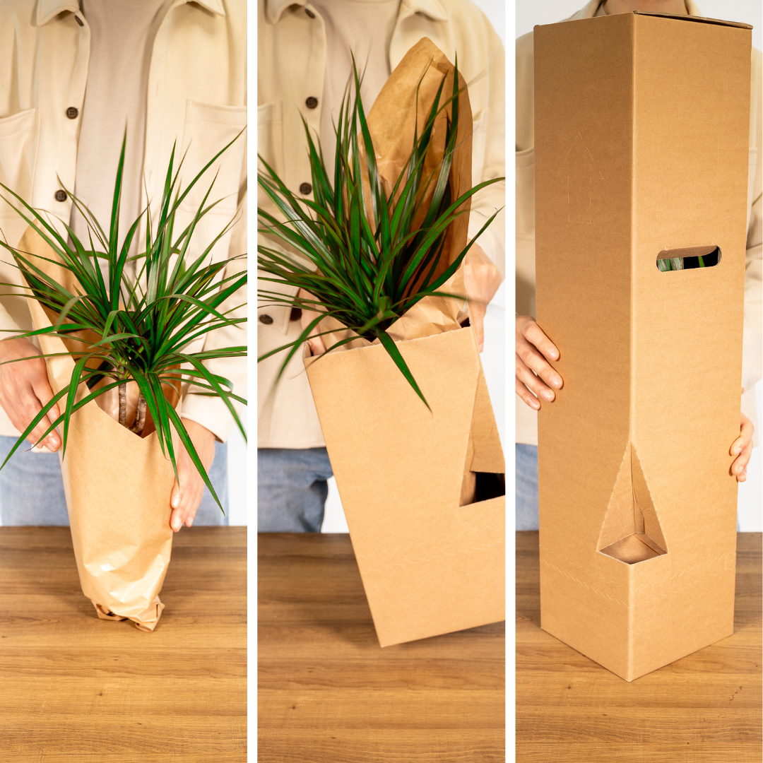Garden Herb Mix – 4 pieces – Ø14cm – ↕18cm | The kitchen band – Easy maintenance