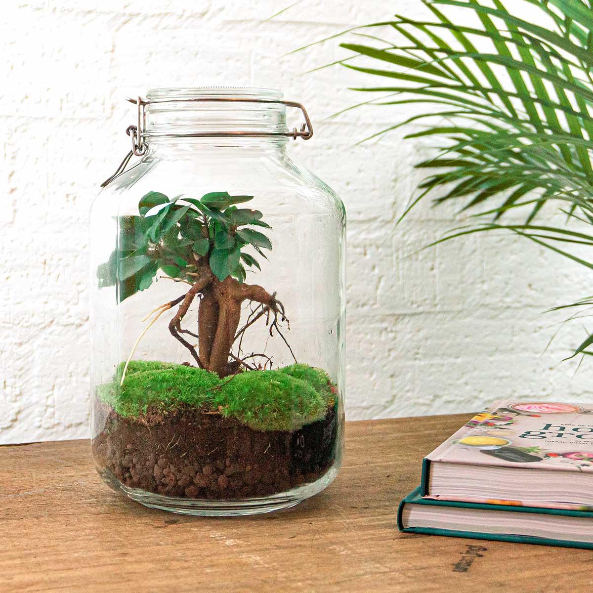 🌿🛠️ DIY Terrarium Jar – Ficus Ginseng Bonsai – 28 cm – Includes rake, shovel &amp; tweezers